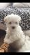 Maltese Puppies for sale in Nanjemoy, MD 20662, USA. price: $400