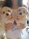 Maltese Puppies for sale in Nanjemoy, MD 20662, USA. price: NA