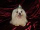 Maltese Puppies for sale in Charlotte Hall, MD 20622, USA. price: $400