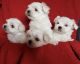 Maltese Puppies for sale in Charlotte Hall, MD 20622, USA. price: $400
