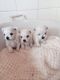 Maltese Puppies for sale in Clarksville, TX 75426, USA. price: NA