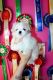 Maltese Puppies for sale in Clarksville, TX 75426, USA. price: $400