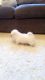 Maltese Puppies for sale in Clarksville, TX 75426, USA. price: $400