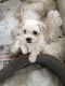 Maltese Puppies for sale in Grand Prairie Rd, Kalamazoo, MI 49006, USA. price: NA