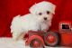 Maltese Puppies for sale in S 437 Rd, Locust Grove, OK 74352, USA. price: NA