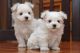 Maltese Puppies for sale in New York Ranch Rd, Jackson, CA 95642, USA. price: NA