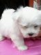 Maltese Puppies for sale in Salt Lake City, UT, USA. price: NA