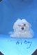 Maltese Puppies for sale in Ohatchee, AL 36271, USA. price: $700