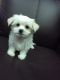 Maltese Puppies for sale in Alaska St, Staten Island, NY 10310, USA. price: NA