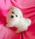 Maltese Puppies for sale in Egg Harbor Township, NJ 08234, USA. price: NA
