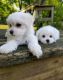 Maltese Puppies for sale in Powers Lake, ND 58773, USA. price: NA