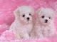 Maltese Puppies for sale in Los Angeles, CA 90019, USA. price: NA