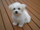 Maltese Puppies for sale in Brooklyn, NY, USA. price: $300