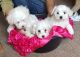 Maltese Puppies for sale in St Stephen, SC 29479, USA. price: $400