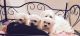 Maltese Puppies for sale in St Stephen, SC 29479, USA. price: NA