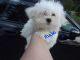 Maltese Puppies for sale in Marion, NC 28752, USA. price: $1,450