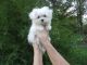 Maltese Puppies for sale in Marion, NC 28752, USA. price: $1,925