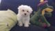 Maltese Puppies for sale in 617 Logan St, Denver, CO 80203, USA. price: NA
