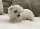 Maltese Puppies for sale in Brooklyn, NY, USA. price: $200