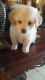 Maltese Puppies for sale in Berkeley, CA, USA. price: $150