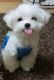 Maltese Puppies for sale in Taylorsville, UT, USA. price: NA