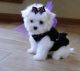 Maltese Puppies for sale in Maitland, FL, USA. price: NA