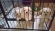 Maltese Puppies for sale in Rochester Hills, MI, USA. price: $400