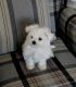 Maltese Puppies for sale in Abilene Christian University, Abilene, TX 79699, USA. price: NA