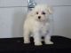 Maltese Puppies for sale in Yazoo City, MS 39194, USA. price: NA