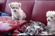 Maltese Puppies for sale in NJ-3, Clifton, NJ, USA. price: NA