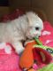 Maltese Puppies for sale in Memphis, TN 37501, USA. price: NA