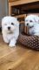 Maltese Puppies for sale in West Stockbridge, MA 01266, USA. price: $400
