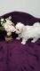 Maltese Puppies for sale in West Stockbridge, MA 01266, USA. price: NA