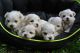 Maltese Puppies for sale in West Stockbridge, MA 01266, USA. price: $400