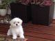 Maltese Puppies for sale in County Rd, Woodland Park, CO 80863, USA. price: NA