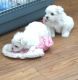 Maltese Puppies for sale in Billingsley Rd, Charlotte, NC 28211, USA. price: $400