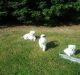 Maltese Puppies for sale in Billingsley Rd, Charlotte, NC 28211, USA. price: NA