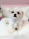 Maltese Puppies for sale in San Gabriel, CA, USA. price: $2,600