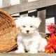 Maltese Puppies for sale in Oklahoma City, OK 73157, USA. price: NA