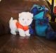 Maltese Puppies for sale in Torrance, CA, USA. price: $500