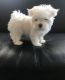 Maltese Puppies for sale in Hyattsville, MD, USA. price: NA