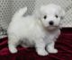 Maltese Puppies for sale in Ashburn, VA, USA. price: $500
