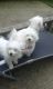 Maltese Puppies for sale in Pennsylvania Ave, Santa Monica, CA 90404, USA. price: NA