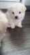 Maltese Puppies for sale in Pennsylvania Ave, Santa Monica, CA 90404, USA. price: NA