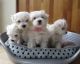 Maltese Puppies for sale in Highland Lakes Rd, Highland Lakes, NJ 07422, USA. price: NA