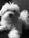 Maltese Puppies for sale in Highland Lakes Rd, Highland Lakes, NJ 07422, USA. price: NA
