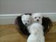 Maltese Puppies for sale in Geneva, OH 44041, USA. price: NA
