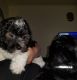 Maltese Puppies for sale in 13800 Oak Park Blvd, Oak Park, MI 48237, USA. price: NA