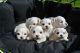 Maltese Puppies for sale in Geneva, OH 44041, USA. price: NA