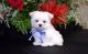 Maltese Puppies for sale in Darlington, WI 53530, USA. price: NA